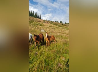 American Quarter Horse, Stallion, 2 years, 14,2 hh, Chestnut-Red