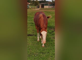 American Quarter Horse, Stallion, 2 years, 14,2 hh, Chestnut-Red