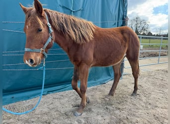 American Quarter Horse, Stallion, 2 years, 14,2 hh, Chestnut-Red