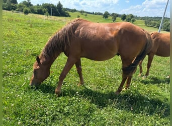 American Quarter Horse, Stallion, 2 years, 14,2 hh, Chestnut-Red