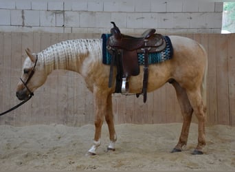 American Quarter Horse, Stallion, 2 years, 14,2 hh, Palomino
