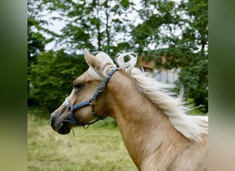 American Quarter Horse, Stallion, 2 years, 14,2 hh, Palomino