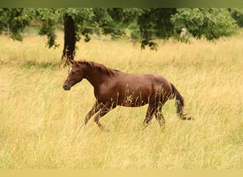 American Quarter Horse, Stallion, 2 years, 14,2 hh
