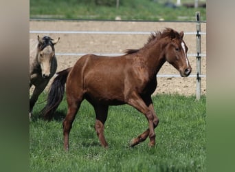 American Quarter Horse, Stallion, 2 years, 14,2 hh