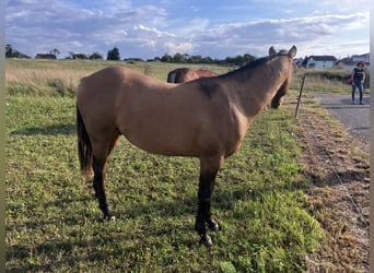 American Quarter Horse, Stallion, 2 years, 14,3 hh, Brown Falb mold