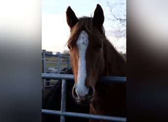American Quarter Horse, Stallion, 2 years, 14,3 hh, Chestnut-Red