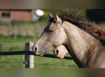 American Quarter Horse, Stallion, 2 years, 14,3 hh, Dun