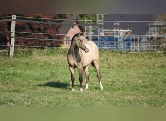 American Quarter Horse, Stallion, 2 years, 14,3 hh, Dun