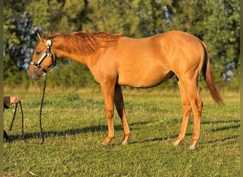 American Quarter Horse, Stallion, 2 years, 14,3 hh, Red Dun