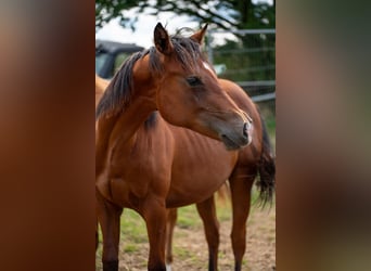 American Quarter Horse, Stallion, 2 years, 15.1 hh, Brown