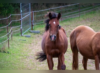 American Quarter Horse, Stallion, 2 years, 15.1 hh, Brown