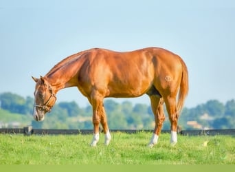 American Quarter Horse, Hengst, 2 Jahre, 15,1 hh, Fuchs