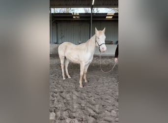 American Quarter Horse, Stallion, 2 years, 15.1 hh, Cremello