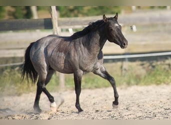 American Quarter Horse, Stallion, 2 years, 15.1 hh, Gray-Blue-Tan
