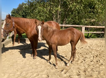 American Quarter Horse, Stallion, 2 years, 15.1 hh, Rabicano