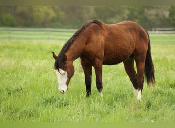 American Quarter Horse, Stallion, 2 years, 15 hh, Brown