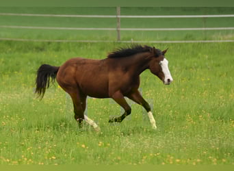 American Quarter Horse, Stallion, 2 years, 15 hh, Brown
