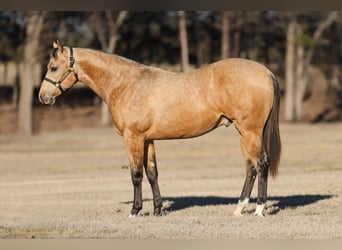 American Quarter Horse, Stallion, 2 years, 15 hh, Buckskin