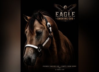 American Quarter Horse, Stallion, 2 years, 15 hh, Buckskin