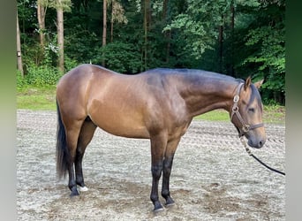 American Quarter Horse, Stallion, 2 years, 15 hh, Buckskin