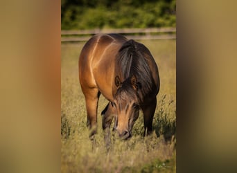 American Quarter Horse, Stallion, 2 years, 15 hh, Buckskin