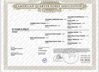 American Quarter Horse, Stallion, 2 years, 15 hh, Buckskin