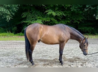 American Quarter Horse, Stallion, 2 years, 15 hh, Buckskin