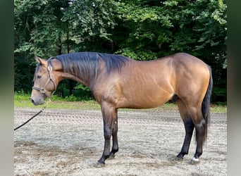 American Quarter Horse, Stallion, 2 years, 15 hh, Buckskin