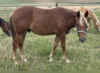 American Quarter Horse, Stallion, 2 years, 15 hh, Chestnut-Red