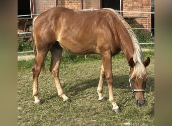 American Quarter Horse, Stallion, 2 years, 15 hh, Chestnut-Red