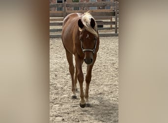 American Quarter Horse, Stallion, 2 years, 15 hh, Chestnut-Red