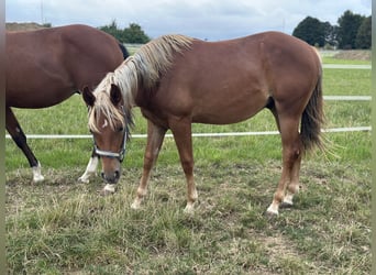American Quarter Horse, Stallion, 2 years, 15 hh, Chestnut-Red