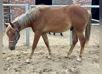 American Quarter Horse, Stallion, 2 years, 15 hh, Chestnut-Red