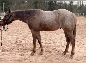 American Quarter Horse, Stallion, 2 years, 15 hh, Roan-Red