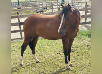 American Quarter Horse, Stallion, 2 years, 15,1 hh, Brown