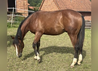 American Quarter Horse, Stallion, 2 years, 15,1 hh, Brown
