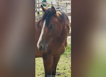American Quarter Horse, Stallion, 2 years, 15,1 hh, Brown