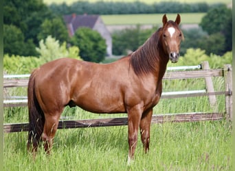 American Quarter Horse, Stallion, 2 years, 15,2 hh, Chestnut-Red