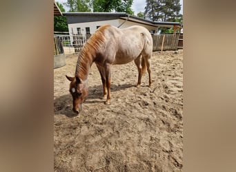 American Quarter Horse, Stallion, 2 years, 15,2 hh, Roan-Red