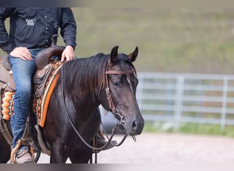 American Quarter Horse, Stallion, 2 years, Bay