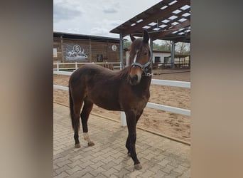 American Quarter Horse, Stallion, 2 years, Brown