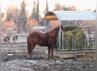 American Quarter Horse, Stallion, 2 years, Chestnut-Red