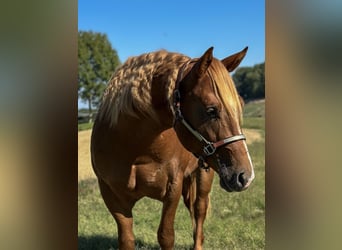 American Quarter Horse, Stallion, 2 years, Chestnut-Red