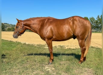 American Quarter Horse, Stallion, 2 years, Chestnut-Red