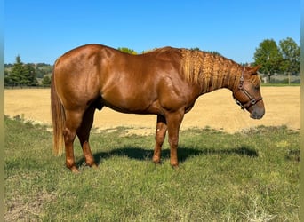 American Quarter Horse, Stallion, 2 years, Chestnut-Red
