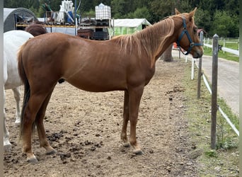 American Quarter Horse, Stallion, 2 years, Chestnut-Red