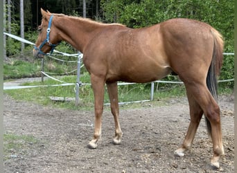 American Quarter Horse, Stallion, 2 years, Chestnut-Red