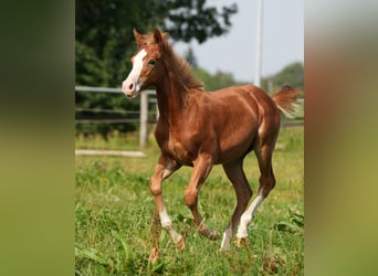 American Quarter Horse, Stallion, 2 years, Chestnut-Red