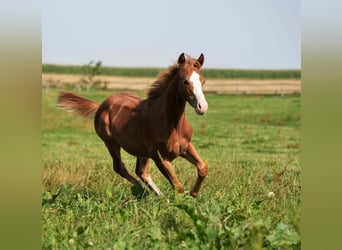 American Quarter Horse, Stallion, 2 years, Chestnut-Red