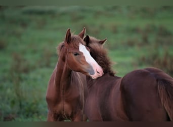 American Quarter Horse, Stallion, 2 years, Chestnut-Red